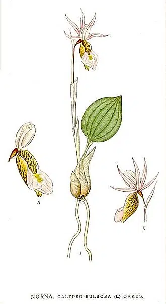 Calypso bulbosa bloem op kleigrond, winterhard, halfschaduw tot schaduw standplaats.