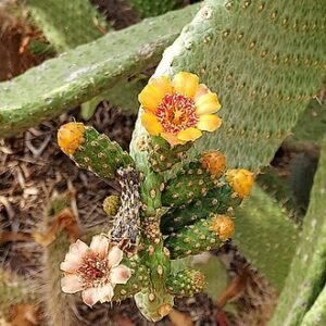Consolea cactusplant met groene stengels en gele bloemen in pot.