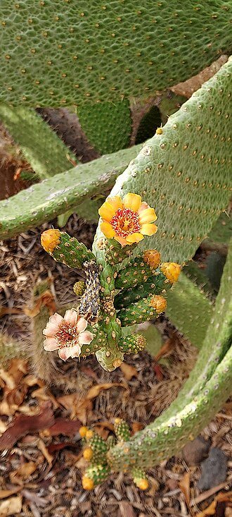 Consolea cactusplant met groene stengels en gele bloemen in pot.