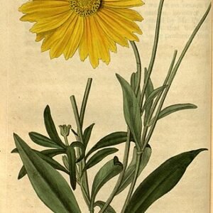 Coreopsis lanceolata bloem met smalle bladeren en donkerbruine bloemhoofdjes.