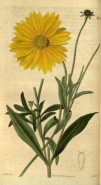 Coreopsis lanceolata bloem met smalle bladeren en donkerbruine bloemhoofdjes.