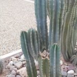 Cereus pachyrrhizus cactus met dik vlezig groen-blauw getand blad en witte bloemen.