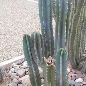 Cereus pachyrrhizus cactus met dik vlezig groen-blauw getand blad en witte bloemen.