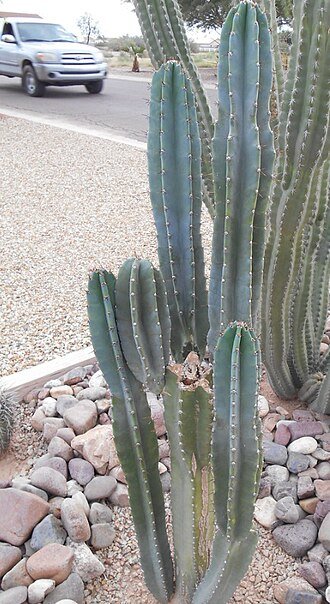 Cereus pachyrrhizus cactus met dik vlezig groen-blauw getand blad en witte bloemen.