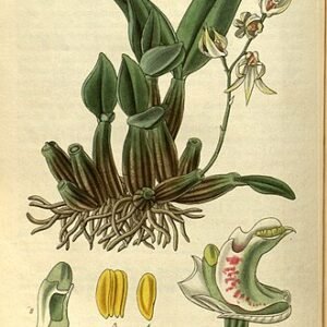 Dendrobium aemulum orchidee met gele en paarse bloemen op een botanische illustratie.