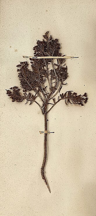 Erica multiflora plant met roze bloemen en groene bladeren in botanische collectie.