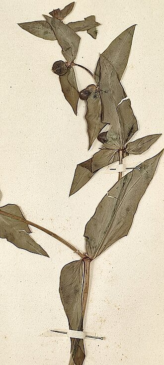 Close-up van Kruisbladige wolfsmelk plant in botanische illustratie.