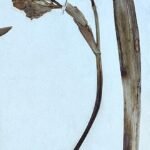 Iris florentina bloem met witte en gele bloemblaadjes en groene bladeren.