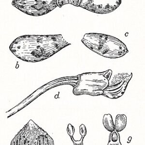 Dipodium pictum op botanische illustratie met witte bloemen en groene bladeren.