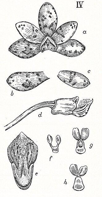 Dipodium pictum op botanische illustratie met witte bloemen en groene bladeren.