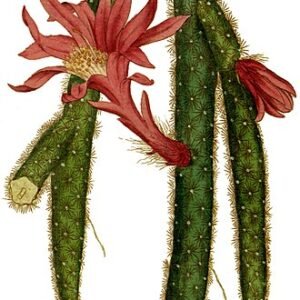 Graceful Aporocactus flagelliformis cactus with elongated green stems and red flowers.