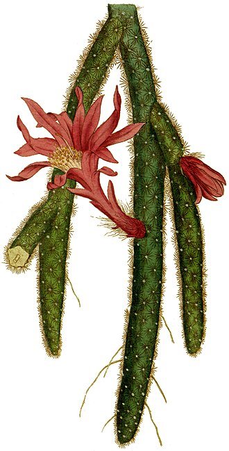 Graceful Aporocactus flagelliformis cactus with elongated green stems and red flowers.