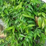 Dracaena surculosa plant met groen gestreepte bladeren.