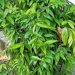 Dracaena surculosa plant met groen gestreepte bladeren.