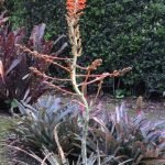 Dyckia platyphylla met brede bladeren en unieke uitstraling.