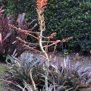 Dyckia platyphylla met brede bladeren en unieke uitstraling.