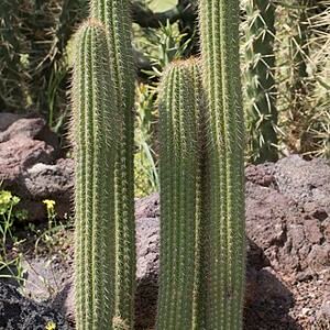 Golden Torch Cactus with long, slender green stems and bright yellow flowers.