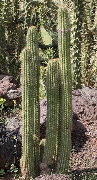 Golden Torch Cactus with long, slender green stems and bright yellow flowers.