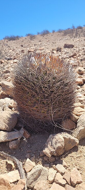 Eriosyce aurata cactus met gele stekels en rode bloemen.