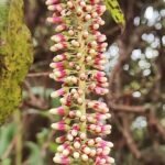 Escallonia bloemenstruik met heldergroene bladeren en kleine roze bloemen.