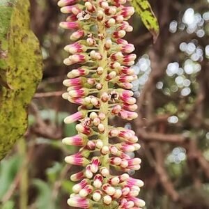 Escallonia bloemenstruik met heldergroene bladeren en kleine roze bloemen.