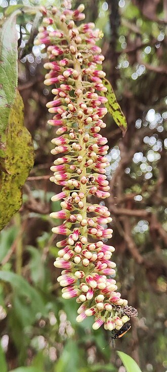 Escallonia bloemenstruik met heldergroene bladeren en kleine roze bloemen.