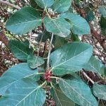 Ficus benghalensis boom met luchtwortels en groene bladeren.