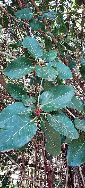 Ficus benghalensis boom met luchtwortels en groene bladeren.