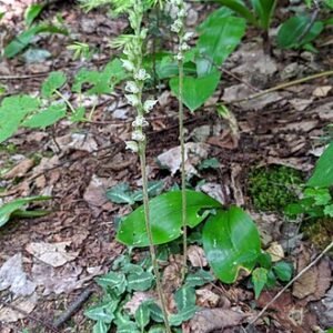 Close-up van de bladeren van de Goodyera oblongifolia plant.