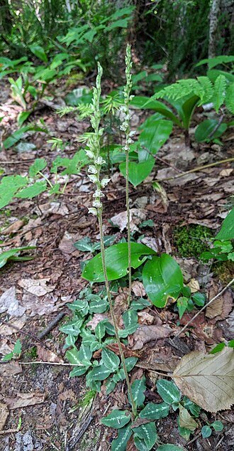 Close-up van de bladeren van de Goodyera oblongifolia plant.