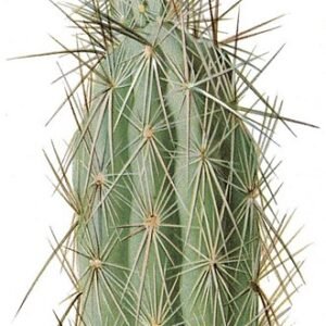 Grusonia cactus met groene en paarse stekels in pot.