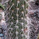 Zilverachtige stekels op Haageocereus platinospinus cactus.