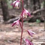 Hexalectris warnockii orchidee bloem in paars en wit op natuurlijke achtergrond.