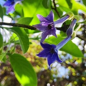 Diep paarse Iochroma bloem met groen blad, in Cajamarca.
