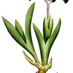 Paarse en gele Iris pumila bloem op groene bladeren.