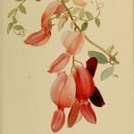 Illustratie van Lathyrus splendens bloem in vintage stijl met gedetailleerde tekeningen.
