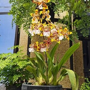 Bloeiende Oncostele orchideeën in Longwood Gardens.