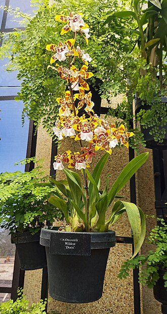 Bloeiende Oncostele orchideeën in Longwood Gardens.