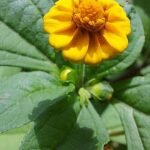 Melampodium bloemen in felgele kleur met groen blad.