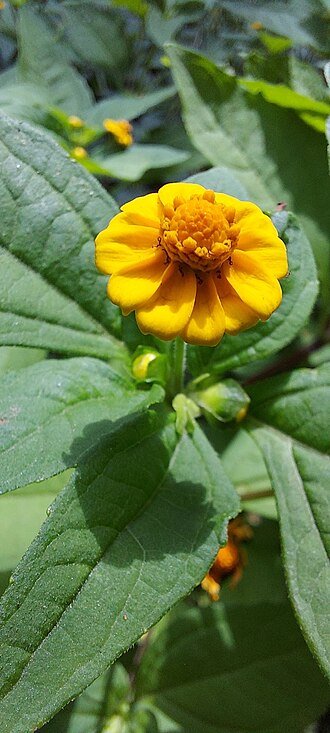 Melampodium bloemen in felgele kleur met groen blad.