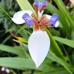 Neomarica northiana bloemen in de achtertuin.