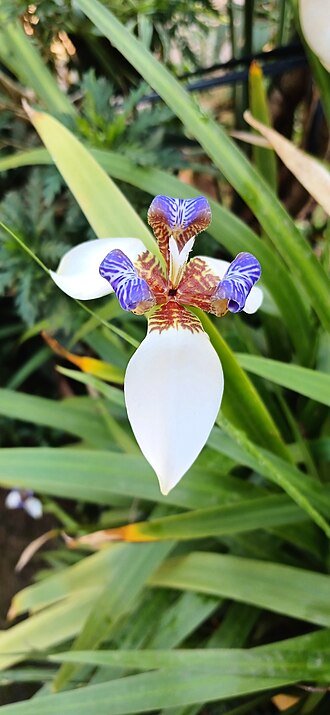 Neomarica northiana bloemen in de achtertuin.