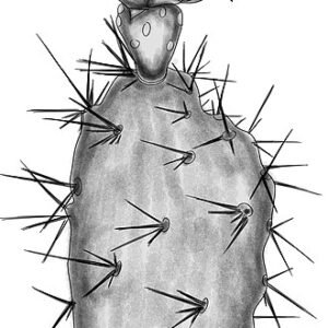 Opuntia elata cactus met platte schijven en grote doornen op heldere achtergrond.