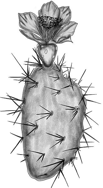 Opuntia elata cactus met platte schijven en grote doornen op heldere achtergrond.