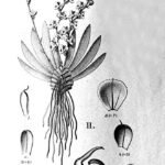 Ornithocephalus gladiatus orchidee met witte en paarse bloemblaadjes en groene bladeren.