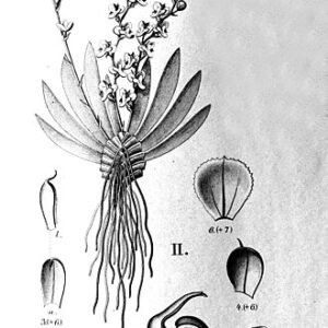 Ornithocephalus gladiatus orchidee met witte en paarse bloemblaadjes en groene bladeren.