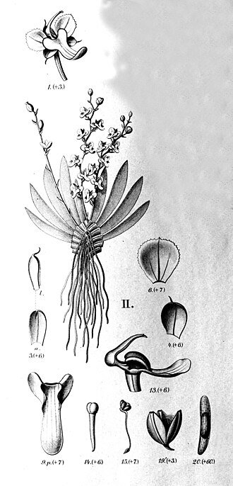 Ornithocephalus gladiatus orchidee met witte en paarse bloemblaadjes en groene bladeren.