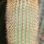 Pilosocereus multicostatus cactus plant met meerdere ribben en doornen in een pot.