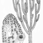 Pilosocereus polygonus cactus met witte bloemen tegen blauwe achtergrond.