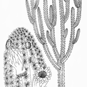 Pilosocereus polygonus cactus met witte bloemen tegen blauwe achtergrond.